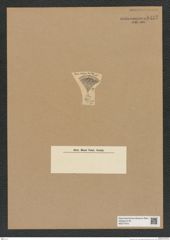 Diatomeae indet. Zeichnungen Sammlung Grunow Nr. 8457 (NHMW-BOT-W0377915)